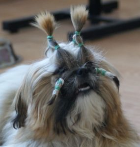 fryzury shih tzu 